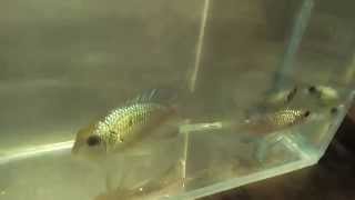 Нанокара электрик (Electric Blue Acara)