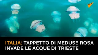 Italia: tappetto di meduse rosa invade le acque di Trieste