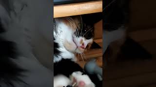 киса малышка. играет с мышкой. трехцветная редкий зверек кошка Мура девочка. грызет мышь