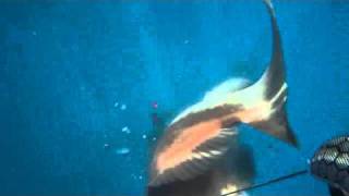 Spearfishing Devil's Reef