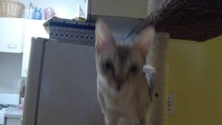 Felix, the talking Singapura cat.