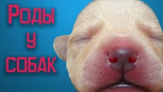 Роды у собак