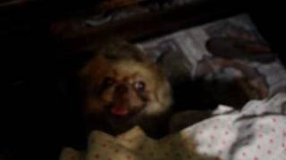 Crazy dog sex with a sheet,just look!!