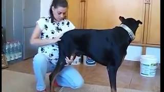 Cewek Edan !!! Itunya Anjing Di Mainin,