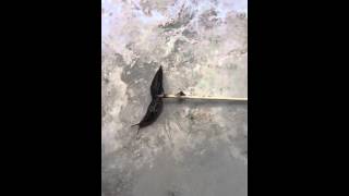 How to Harpoon a King Leopard Slug