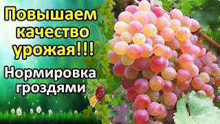 КАЧЕСТВЕННЫЙ УРОЖАЙ ОБЕСПЕЧЕН!!! НОРМИРОВКА ВИНОГРАДА ГРОЗДЯМИ!