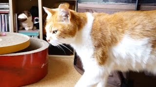 猫ハグ失敗 - Cat Hug Fail -