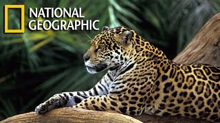 Wild Amazon Documentary HD