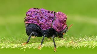 Tiny shiny Beetle from the Amazon rainforest of Ecuador