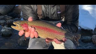 Urban Fishing the Blue River in Breckenridge Colorado