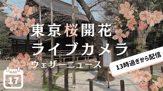 【開花発表あるか!?】東京桜開花ライブカメラ2022〜靖国神社〜2022.3.17/tokyo sakura