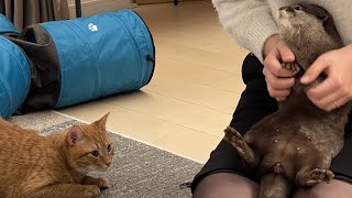 カワウソさくら 寝る準備をするも全く手伝う気がない3人 Otter and cat not preparing to sleep