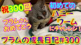 Bushbaby Plum's Growth Diary ショウガラゴ プラムの成長日記 #300