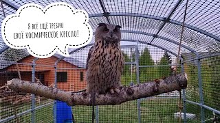 Сова Ёль победила качели, а я выследила коростеля