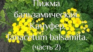 Пижма бальзамическая. Кануфер. Tanacetum balsamita. (часть 2)