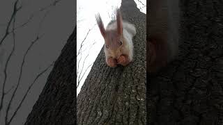 Белка красиво ест орех / Squirrel eats a nut beautifully