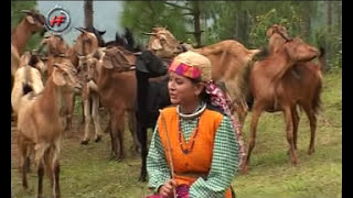 Chhuma Bakhrwali Garhwali video songs by Dinesh Kaintura| Artist - Mansi Chauhan & Ashok Rawat