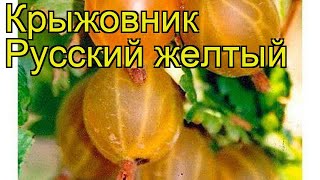 Крыжовник Русский желтый. Краткий обзор, описание характеристик ribes uva-crispa Russkii zheltyy
