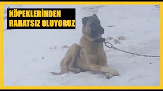 KOMŞULARI KÖPEKLERİNİ İSTEMEDİLER, O NE YAPTI  #kangal #malaklı