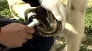 Horseshoe'n Time: The Merlin Hoof Trimming Kit for Horses