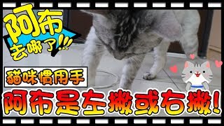【Bonnie】阿布在哪裡?! - 貓咪的慣用手│阿布是左撇子還是右撇子!?