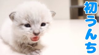 赤ちゃん猫の初うんちがコロコロで可愛すぎる！