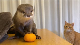 みかんを両手でこねるカワウソとなんか羨ましそうな猫. otter kneading a mandarin orange with both hands and cat looking envious