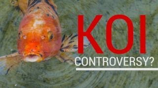What Trump koi fish controversy? Watch what really happened