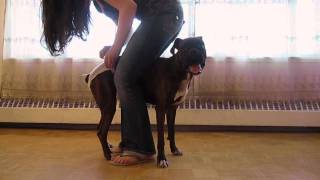 Dog in Heat