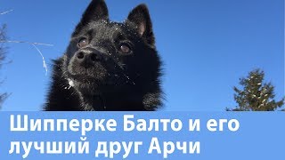 Шипперке Балто с лучшим другом папильоном Арчиком