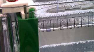SDS PAGE 2: Gel Loading Practice