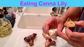 Eating Canna Lily Rhizome