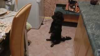 Смешные  домашние  животные 2015/ Funny pets 2015