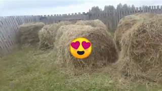 СЕНО НА ЗИМУ КУПИЛИ /С  СЕНОКОСОМ УПРАВИЛИСЬ