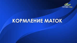 Кормление маток медицинских пиявок