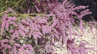 Tamerici in fiore   Tamarisk in bloom (manortiz(