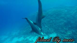 Dolphin Sex