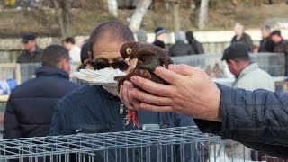#1# Выставка-ярмарка голубей и птиц / Expozitie de porumbei ( Durlesti , or.Chisinau , Moldova )