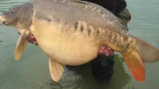 Happy Lake Carpfishing 2016