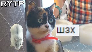 ВОТ ЧТО ЗА Х&@#$ МЫ КУПИЛИ НА ALIEXPRESS! | RYTP