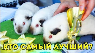 СОБАКИ И СВИНКИ ? ВЫСТАВКА МОРСКИХ СВИНОК. ЛЬВОВ 2018