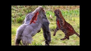 相機拍攝最好的時刻野生動物攻擊 - 最瘋狂的動物戰鬥相機 HD