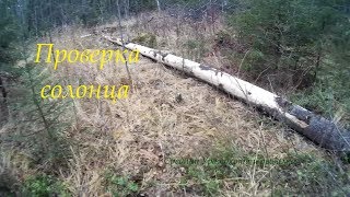 СОЛОНЕЦ ДЛЯ ЛОСЯ РАБОТАЕТ. Salt for moose. Works.