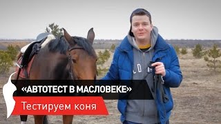 «Автотест в Масловке». Конный тест-драйв