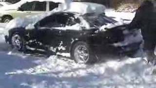 Mustangs in the snow
