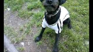 Tex, "Deutscher Fussballprofi" (2010-05-09) im Antrittstraining bei Ballwurf ;-)) FUNNY DOG!!