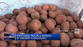 Australia Terancam Dilanda ‘Kiamat’ Kentang