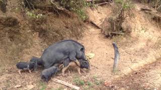 Boar Mating | Сок кабана | Animal mating