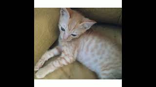 KUCING INI DIKIRA SEKARAT PADAHAL HANYA REBAHAN . ANAK PUNGUT YANG LUCU. #Shorts