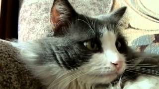 Kitty inda house acoustic